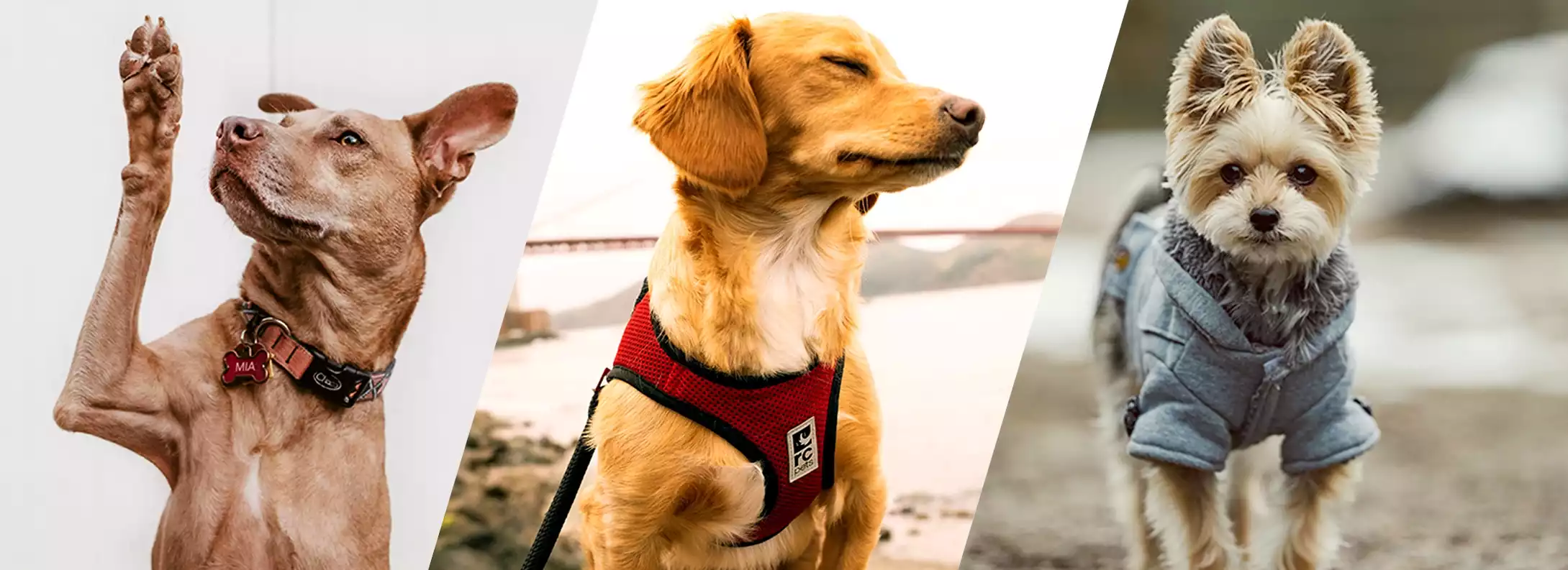 Trois chiens : un avec un collier, un avec un harnais, et un avec un vêtement pour chien.