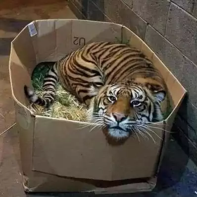 Un tigre qui dort dans une boite en carton
